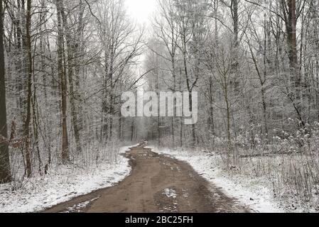 Chemin de terre en forêt d'hiver en Pologne Banque D'Images