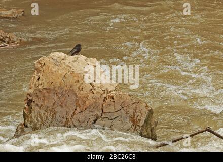 Black Phoebe (Sayornis nigricans angustirostris) adulte sur le rocher dans la rivière Utcubamba River, Pérou Février Banque D'Images