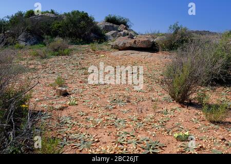 Paysages et vues sur les expositions prolifiques de fleurs sauvages dans la section Skilpad du parc national Namaqua dans le nord du Cap, en Afrique du Sud Banque D'Images