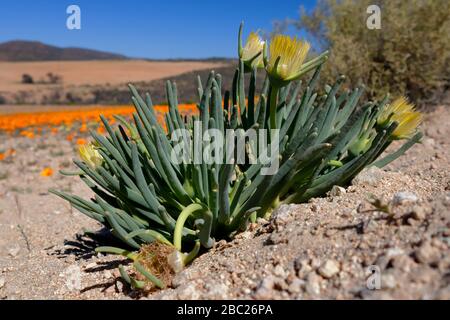 Paysages et vues sur les expositions prolifiques de fleurs sauvages dans la section Skilpad du parc national Namaqua dans le nord du Cap, en Afrique du Sud Banque D'Images