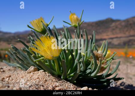 Paysages et vues sur les expositions prolifiques de fleurs sauvages dans la section Skilpad du parc national Namaqua dans le nord du Cap, en Afrique du Sud Banque D'Images