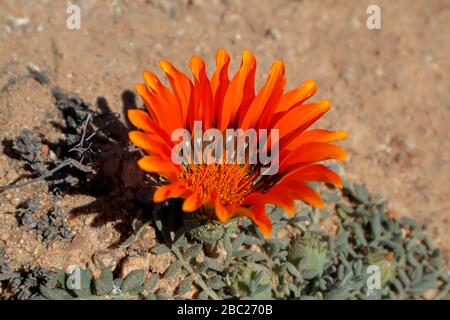 Paysages et vues sur les expositions prolifiques de fleurs sauvages dans la section Skilpad du parc national Namaqua dans le nord du Cap, en Afrique du Sud Banque D'Images