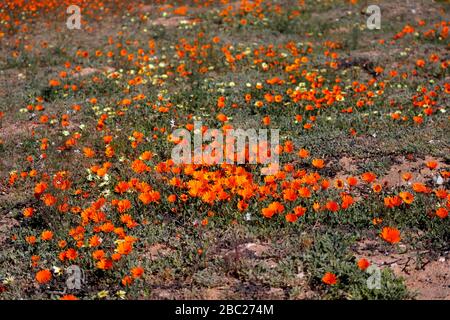 Paysages et vues sur les expositions prolifiques de fleurs sauvages dans la section Skilpad du parc national Namaqua dans le nord du Cap, en Afrique du Sud Banque D'Images