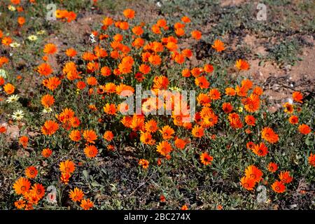 Paysages et vues sur les expositions prolifiques de fleurs sauvages dans la section Skilpad du parc national Namaqua dans le nord du Cap, en Afrique du Sud Banque D'Images