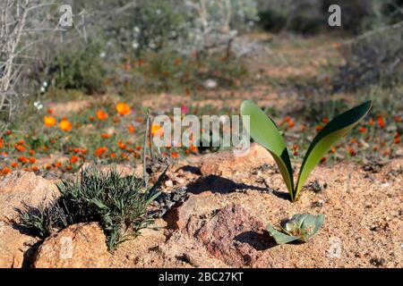 Paysages et vues sur les expositions prolifiques de fleurs sauvages dans la section Skilpad du parc national Namaqua dans le nord du Cap, en Afrique du Sud Banque D'Images