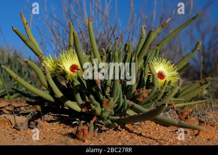 Paysages et vues sur les expositions prolifiques de fleurs sauvages dans la section Skilpad du parc national Namaqua dans le nord du Cap, en Afrique du Sud Banque D'Images