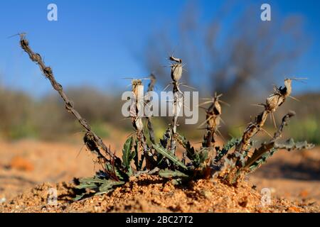 Paysages et vues sur les expositions prolifiques de fleurs sauvages dans la section Skilpad du parc national Namaqua dans le nord du Cap, en Afrique du Sud Banque D'Images