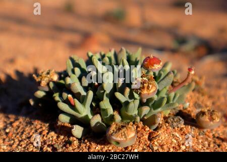 Paysages et vues sur les expositions prolifiques de fleurs sauvages dans la section Skilpad du parc national Namaqua dans le nord du Cap, en Afrique du Sud Banque D'Images