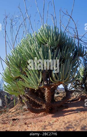 Paysages et vues sur les expositions prolifiques de fleurs sauvages dans la section Skilpad du parc national Namaqua dans le nord du Cap, en Afrique du Sud Banque D'Images