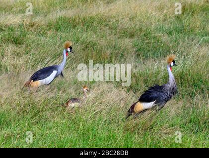 Grue grise à couronne (Balearica régulorum). Paire de grues couronnées avec jeune poussin, Parc national d'Amboseli, Kenya, Afrique Banque D'Images