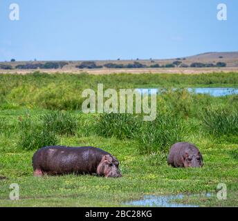 Hippopotamuses communs (Hippopotamus amphibius). Hipos pacage dans le parc national d'Amboseli, Kenya, Afrique Banque D'Images
