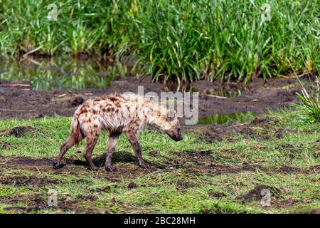 Hyena tachetée (Crocuta crocuta), Parc national d'Amboseli, Kenya, Afrique Banque D'Images