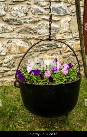 Pétunias dans une ancienne bouilloire en fonte sur une ferme, comté de Lancaster, Pennsylvanie, États-Unis, Pa images pétunias pot pots de plantes isolées, l'agriculture verticale Banque D'Images