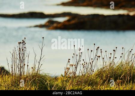 Plantes et la mer près de Skye, Ecosse. Banque D'Images