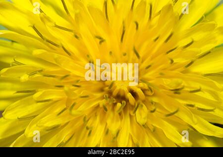 Le pissenlit officinal, Taraxacum officinale Banque D'Images