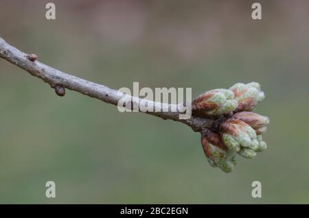 Post Oak, Quercus stellata, bourgeons Banque D'Images