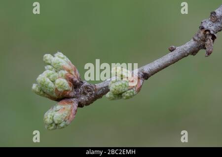Post Oak, Quercus stellata, bourgeons Banque D'Images