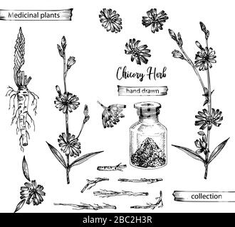 Croquis réaliste à l'encre botanique de la racine de chicorée, fleurs, poudre, bouteille isolée sur fond blanc, collection d'herbes florales. Usine de médecine. Illustration de Vecteur