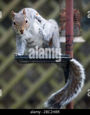 Squirrel gris ( sciurus carolinessis) mangeant des arachides sur un oiseau, Ecosse, Royaume-Uni Banque D'Images