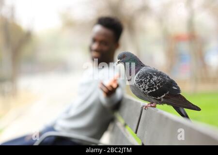 Heureux homme noir essayant d'atteindre un pigeon assis sur un banc dans un parc Banque D'Images