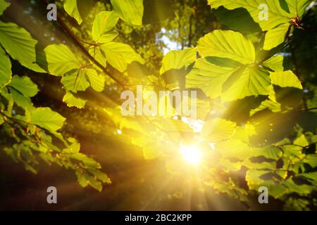 Feuilles vertes se rapprochant, encadrant le fond forestier et le soleil coulant ses rayons d'or chauds à travers le feuillage Banque D'Images