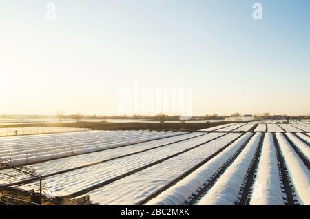 Champs de plantation d'agriculteurs couverts d'agrofibres de sphunbond. Augmentation de la survie des plantes. Début précoce de la saison de semis. Protéger les récoltes contre la te soudaine Banque D'Images