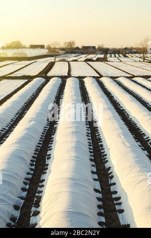 Champs de plantation d'agriculteurs couverts d'agrofibres de sphunbond. Protection des cultures contre les changements soudains de température et les effets atmosphériques. Croissance rapide de la récolte Banque D'Images