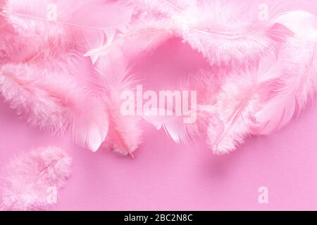 Plumes roses corail douces et moelleuses sur fond rose pastel. Style minimaliste. Tendance vintage. Fond de texture de plume. Plumes roses douces et douces Banque D'Images