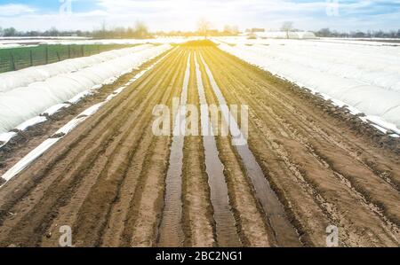 Arroser des rangées de plantations de carottes de manière ouverte. Irrigation lourde après semis de graines. Agriculture agroalimentaire, terres agricoles. Nouvelle usine agricole Banque D'Images