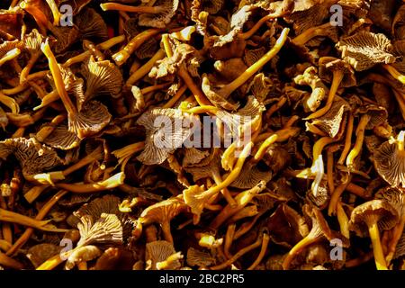 Stockholm, Suède. 23 octobre 2011. Crédit: ABEL F. ROS/Alay Banque D'Images