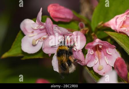 Alimentation en bumblebee sur des fleurs de weigelia Banque D'Images