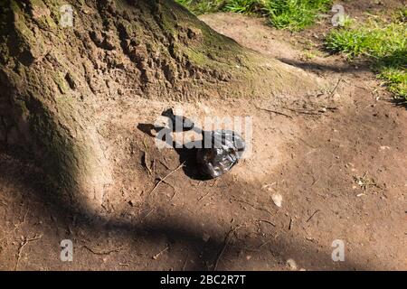 Sac en plastique noir contenant du poo de chien / des chiens mess / fèces / fèces / défécation / excréta écartés par le propriétaire d'un chien à la base d'un bel arbre. (116) Banque D'Images