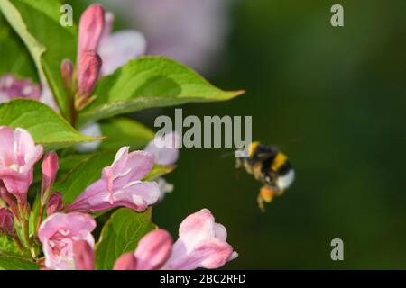 Alimentation en bumblebee sur des fleurs de weigelia Banque D'Images