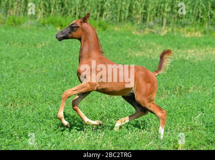 Le jeune Akhal Teke foal est heureux de courir dans la prairie verte en été. Horizontal, vue latérale, en mouvement. Banque D'Images