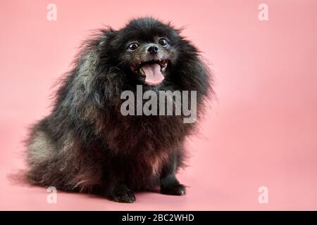 Chiot noir Spitz de Pomeranian. Joli chien Spitz moelleux sur fond rose. Petit chien Dwarf-Spitz, idéal pour les familles, avec une langue qui s'accroche. Banque D'Images