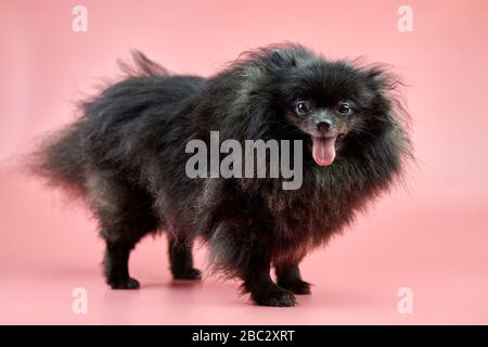 Chiot noir Spitz de Pomeranian. Joli chien Spitz moelleux sur fond rose. Petit chien Dwarf-Spitz, idéal pour les familles, avec une langue qui s'accroche. Banque D'Images