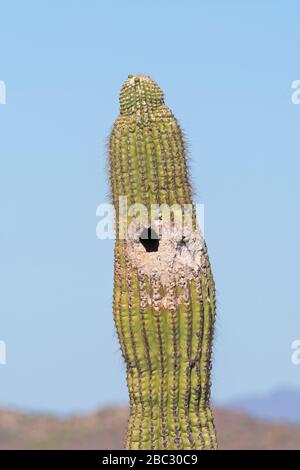 Oiseau Nest dans un Cactus dans le désert dans un tuyau d'orgue Monument National Cactus en Arizona Banque D'Images