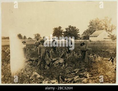 Groupe de collecte de tabac à la ferme de Daniel Barrett, Spottsville, Ky., Star route. C'est un locataire. Les garçons appartiennent tous à d'autres familles et vont à l'école Bluff City School, div. 3, Henderson Co., Banque D'Images