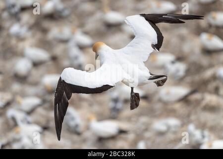 Vue aérienne supérieure sur le gannet Australasien adulte survolant la colonie de Muriwai (Nouvelle-Zélande) à la recherche de son nid et jeune. Adulte en vol, salle de spectacle Banque D'Images