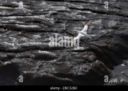 panorama aérien du gannet australasien volant en soirée lumière d'été, son plumage blanc faisant un beau contraste avec les roches noires brillantes humides sur Banque D'Images