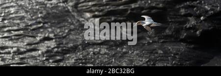 panorama aérien du gannet australasien volant en soirée lumière d'été, son plumage blanc faisant un beau contraste avec les roches noires brillantes humides sur Banque D'Images