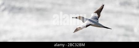 vue aérienne supérieure sur la chute d'un gannet australasien adulte en vol contrastant avec le papier argent comme des reflets de lumière du soleil sur la soi Banque D'Images