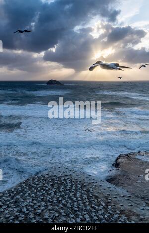 Vue aérienne sur le paysage au coucher du soleil au lever du soleil avec de superbes rayons de soleil sur l'eau de mer montrant des fous australasiens qui survolent la colonie de fous à Muriwai Banque D'Images