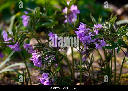 Cardamine quinquefolia, fleur de cuckoo à cinq feuilles, Dentaria quinquefolia, fleurs roses lilas, fleur, floraison, jardin printanier, RM Floral Banque D'Images