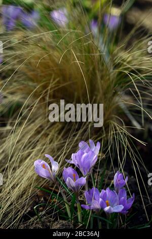 Crocus tommasinianus,crocuses bleues,stamen orange,herbe ornementale,herbes ornementales,nasella,mélanger,mixte,combinaison de plantation de printemps,jardin,jardins,RM F Banque D'Images