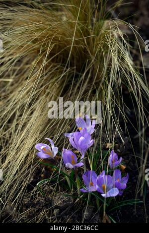 Crocus tommasinianus,crocuses bleues,stamen orange,herbe ornementale,herbes ornementales,nasella,mélanger,mixte,combinaison de plantation de printemps,jardin,jardins,RM F Banque D'Images