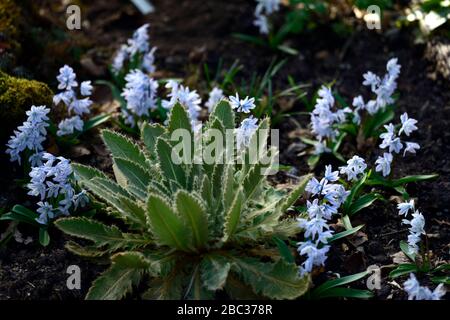 Meconopsis paniculata,scilla sibérienne, calmar sibérien,fleurs bleues,floraison,feuilles,feuillage,croissance printanière,feuillage coiffure,beau feuillage,jardin,RM Banque D'Images