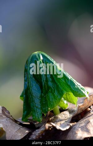 podophyllum mairei,feuilles vertes,feuillage,émerge,émergeant,déplie,unfurl,unfurling,dépliant,jardin de printemps,jardins,RM Floral Banque D'Images