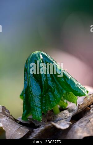 podophyllum mairei,feuilles vertes,feuillage,émerge,émergeant,déplie,unfurl,unfurling,dépliant,jardin de printemps,jardins,RM Floral Banque D'Images