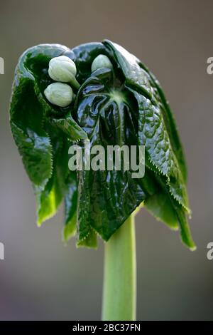 Podophyllum peltatum grande feuille,feuilles vertes,feuillage,émergent,émergent,dépliage,unfurl,unfurling,dépliage,jardin de printemps,jardins,RM Floral Banque D'Images